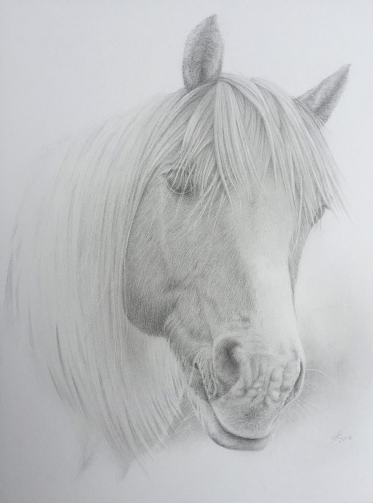 horse pencil drawing