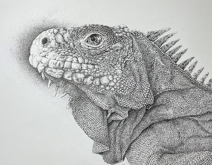 Iguana